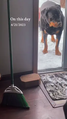 #onthisday one year later and this little #alleycat is still this way🙃 #orangecatbehavior #orangecatsoftiktok #rottweilersoftiktok #germanrotties 