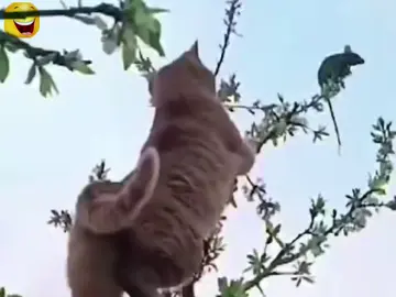 🤣🤣🤣#parati #humor 