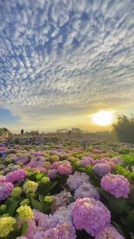 Cẩm tú cầu đẹp đến vậy sao😘😘😍😍#cảmtucầu #bìnhyên #cảnhđẹpthiênnhiên #chill 