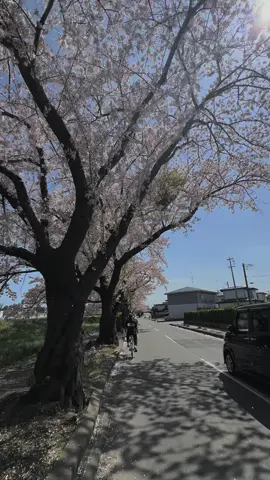 wayae mekar #fyp #pshtpusatmadiun #pshtjapan #foryou #fypシ゚viral #japan 