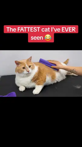 Follow his weight loss journey! @Axel aka Biggie Smalls  #viral #petgroomer #fyp #PetsOfTikTok #petlovers #foryou #cat #cats #catsoftiktok #catlovers #chonky #ohlawdhecomin #fatcat #bigcat #chunky #kitty #kitten 