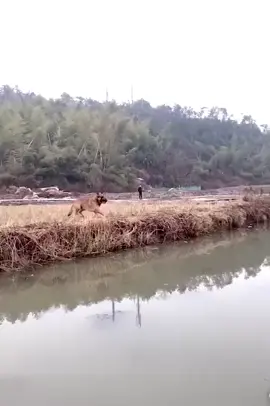 Бельгийский Малинуа - потрясающие спортсмены. Они по сути супер-собаки! 😮👏 #животные #собака #прыжки #красота 
