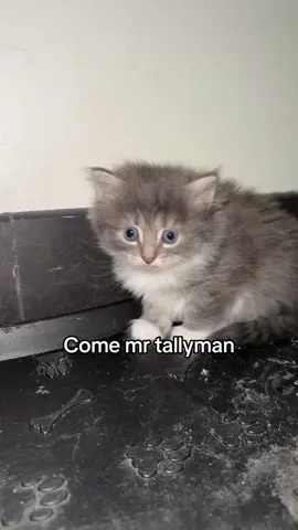 Tally me 🍌 #catsvideo #fyp #trending #cats #viral #catsoftiktok #Love #sploinkybadoinky