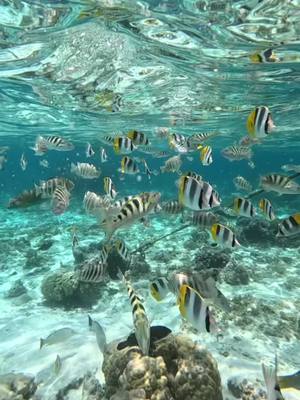 paradis sur terre 🌴 #borabora #polynesiefrancaise 