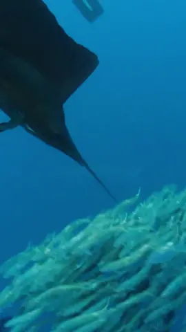Close encounter with a feeding sailfish. Watch the bill! #BDOutdoors #bdoutdoorsdotcom #offshorefishing #socal #fisherman #anglers #fishing #sportfishing #Nature #marlin #bluemarlin #sailfish #striper #blackmarlin #billfish #swordfish