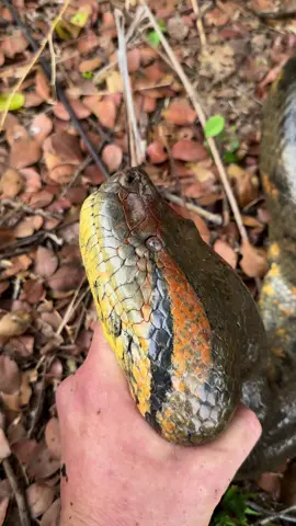 I caught two giant anacondas! #snake#amazonrainforest#fyp#foryou#crazy#wild#professional#foryoupagе#educational#viral#tiktok#crocodile#explore#viralvideo#reptile#animals#bird#spider#anaconda#bigsnake#wildlife#nature#jungle#expedition#amazingfacts#florida#SouthAmerica#colombia#Peru#cute#everglades#yoink#conservation#wildlifeconservation 