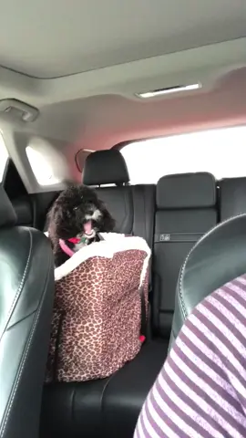 #Pubity (jennihumbert via Collab)