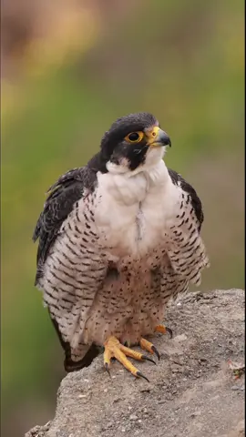 The majestic, fast, and mystical peregrine falcon. These birds are bird killing specialists and their speed is matched by nothing natural on earth.   #birdsoftiktok #birdofprey #wildlifephotography #birdphotography #birding #falconry #birdsofprey #birdsofprey #falconry #falco #falco #natgeo #natgeo #birdphotography 