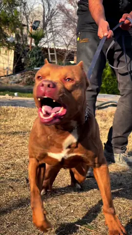 Pitbull #pitbull #pitbullsoftiktok #pitbulllove #pitbulls #pitbulldogs #pitbulls_official #pitbullterrier 