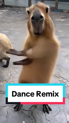 Best capybara dance remix #capybaratiktok #animaltiktok #funnyanimals 
