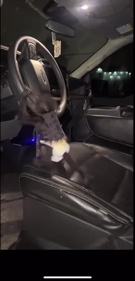 El Chango Belico 😁🐒🧿#yairsaldivaroficial #lachimichanga #corridos #cumbiasbelicas🇲🇽🔥 #fyp #parati #viral 