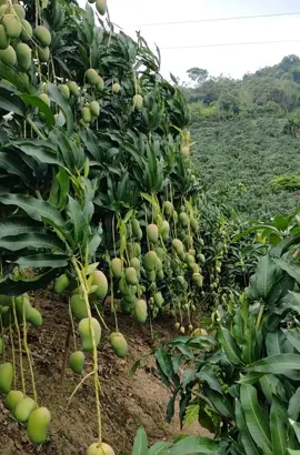 Vườn xoài#hoaqua 