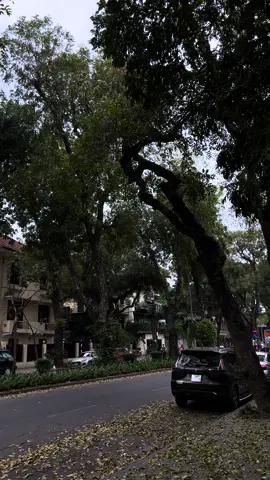 “Dường như góc phố cũng biết buồn, thả lá rơi khắp con đường…  #hanoi #chill #fyp 