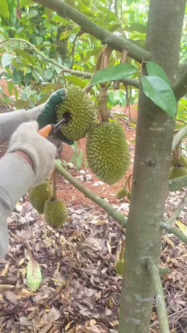 Sầu riêng bị sâu ăn đucccc trái #sầuriêng #nhàvuon #sauthai #bvtvvanphucdakha #bvtvvanphuc 