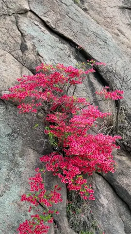 Hoa trên đá #hoadoquyen #caycanh #bonsai  #xuhuong 