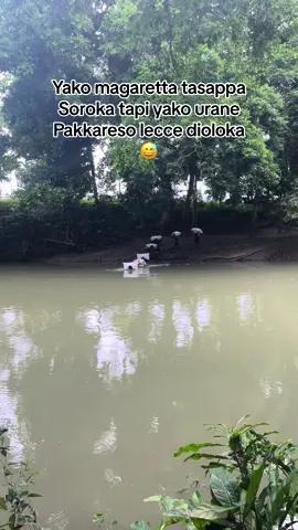 Lekke mani cia polo😅#bugisbone #Bone #fypシ゚viral #wijapaggalung🌾 #fyp 