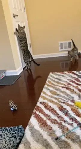 القط البنغالي من أغلى القطط في العالم و أقدمها #بنغالي #بنغال #القط_البنغالي #bengalchat #catbengali #explore #pourtoi @TikTok @معلومة جديدة_New Information @معلومة جديدة_New Information 