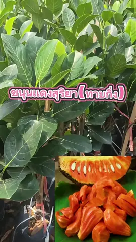 📣📣สวัสดีค่ะลูกค้า มีกันหรือยังค่ะต้นพันธุ์ขนุนเเดงสุริยา🥭 วันนี้ทางร้านมีมาจำหน่ายในราคาถูก ต้นพันธุ์เป็นเเบบทาบกิ่งจากต้นพันธุ์เเดงสุริยาเเท้ ต้นพันธุ์สูง 50-60 เซ็นติเมตร ปลูก1-2ปีเริ่มออกผลให้เห็น ✅บริการเก็บเงินปลายทาง ✅สินค้าเสียหายระหว่างขนส่งเครมฟรี ✅รับประกันสายพันธุ์เเท้ทุกต้น #ขนุน #ขนุนอบกรอบ #ไม้ผล #เกษตรผสมผสาน #เกษตรอินทรีย์ #เกษตรกร #ขนุนเเดงสุริยา #ปลูกต้นไม้ #ต้นไม้ #พันธุ์ไม้ #tiktokshop #เเม่ค้าออนไลน์ #พันธุ์ไม้สวนโชติมณี #ชอบปลูกต้นไม้ 