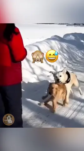 @My Petsie @My Petsie @Adam & Elea @Adam & Elea Hilarious Dog Mishaps: When Pups Take Their Owners Down! #MyPetsie  _______________ Follow @my.petsie  For More Daily Videos 🔥❤️ _______________ ❤️ Double Tap If You Like This  🔔TurnOn Post Notifications  🏷️ Tag Your Friends  _______________ Plz Dm for credit & removal 💬 _______________ Watch these adorable goofballs in action as they unintentionally send their owners tumbling! 😂🐶  _______________ Our social Media : 👇(contact on us Instagram    @my.petsie & @my.petsie1 & @mypetsie1 _______________ #DogMishaps #FunnyMoments #DogFails #PetHumor #FunnyPets #DogVideos #ComedyPets #DogVsOwner #Dog #Dogs #DogLover #DogLove #AmineBelhouari #AdamAndElea #MyBestie #MyPetsie 