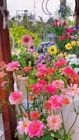 #tiktok #foryou #flowers #garden #fyp 