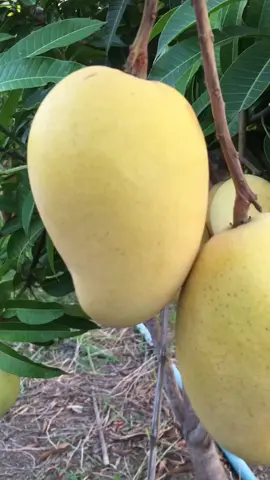 #มะม่วงแก้วขายตึก ผิวเหลืองสวยมาก #มะม่วงแก้วขมิ้น  ปลูกแบบธรรมชาติ #วิถีเกษตร  ทานดิบ หวานกรอบ ทานสุก หวานฉ่ำ สวนคุณวันทา สกลนคร #บ้านสวน🦁lionkul 