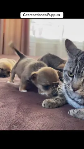 #cat #catsoftiktok #puppy 