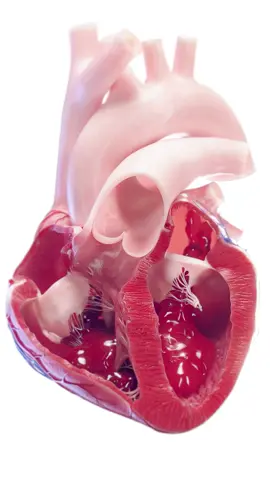 💓👀 Let’s zoom into the human heart! From the surface down to the valves, our 3D animation covers it all. Get ready for an epic tour of heart anatomy. #HeartTour #AnatomyEducation #SciePro #EduTikTok #Science #anatomy  #medart #sciart #cardiology #cardio #heart #animation #3d #vray #zbrush #med #med3d #medstudent #physician #heartbeat #rendering