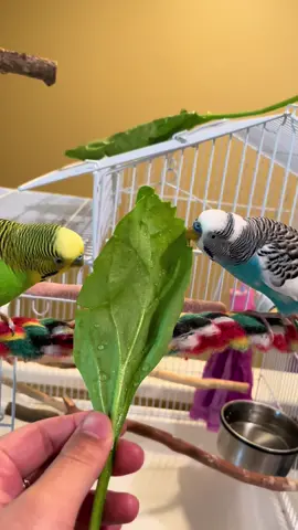 Parakeets For Beginners  #budgie #parakeet #budgielife #parrotmama #parrotsoftiktok #petbird #parakeetbird #birdtiktok #birdsounds #birddancing 