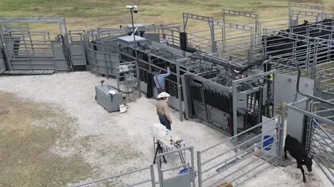 Safety & efficiency for your whole crew. #eatbeef #silencerchutes #turretgate #ranching #vetmed #feedlot #cattle #cattleranch #ranchlife #cattlefarm #cowboylife #calves #bulls #bovine #livestock #stockyards #rancher #farmlife #branding #rodeolife #ranchtok #farmtok #cattletok #calftok #cowcalf #backgroundingcattle #feedlotlife #feedlotcowboy #brandingseason #bullsale #taggingcalves #taggingcattle #heifercalf #showsteer #cattleshow #cowboyup #balebed #workingranch #ranchin #stockshowlife #bisonranch #buckingbulls #buckingbull #buckinghorses #buckinghorse #roping #ropingcattle #ropinghorse #cattlewomen #cattlemen #cattleman #ranchpony #cattleauction #salebarn #processingcattle #cattlebreeding #dairyfarmer #kansasbeef #safetyfirst #silencerchute #penrider #feedingcattle #vettok #vetschool #vetschoollife #cattlemenscongress #nwss #aussiebeef #floridacrackers #kentuckycattlemen #kansasbeef #nebraskacattlemen #texascattle #texascattleranchers #oklahomacattle #blackangus #blackanguscattle #blackangusbulls #anguscattle #redangus #redanguscattle #redangusbull #simangus #simmental #simmentalcattle #simmentals #charolais #charolaiscattle #charolaiscross #charolaisbull #hereford #herefordcattle #herefords #shorthorncattle #shorthorn #longhorncattle #beefmaster #beefmastercattle #beefmasterbull #gelbvieh #gelbviehbull #wagyu #wagyucross #corrientes #tiedownroping #calvingseason #limousin #limousincattle #limousinbull #aubrac #braford #brafordcattle #brahman #brahmancattle #chianina #droughtmaster #fleckvieh #lowlinecattle #maineanjou #piemontese #santagertrudiscattle #simbrah #zebu #westernlifestyle #agriculture #prca #molymfg #molymanufacturing #cowcountry #portablecorral #portablecorrals #wheelcorral #apcorral #businessbreed #angusassoc #Bison #bisonranch #bisonbull #buffaloranch #bisonmeat #workingranch #bullcalves #agritok #rfdvt #cowboychannel #cowgirlchannel #nfr #nfr2023 #nfrfashion #cowboychristmas #cattleindustry #stockers #cattlecare #femalefarmer 