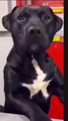 Funny dogs compilation #funnydog #funnypet #cutedog #dogoftiktok #doglover #dogs 
