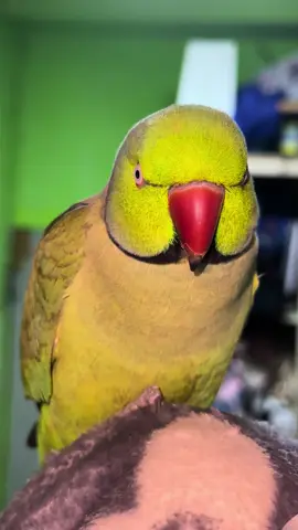 Mintee💚  #parrot #pet #petlovers #petofinstagram #parrots #talkingbird #talkingparrot #funnypets #cute #beautiful #parakeet #parakeetsofinstagram #funny #bird #green #green parrot #indianparrot #ringneck #indianringneckparrot #indianringneck #indianringnecksofinstagram #indianparrot #parrotoftheday #parrotlife #parrotlet #parrots_life #parrotgram #parrotsofinstagram #parrothead #parrotworld