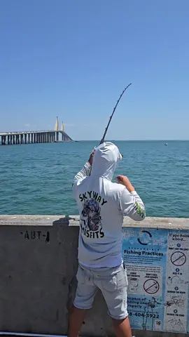 Jayway’s King Mackerel!! #skywaymisfits #fishlikemifits #kingfish #kingmackerel #skywayfishingpier #shimano #mackerel #tampabay #florida #oldsalts #seaguarfluorocarbon #fish #fisherman #bluerunner #spanishmackerel #fishingaddict #fishinglife #fishingislife #fishinglifestyle #shimnao #fishlife #fisherman #fishtok #kingmackerel #kingfish #fishingtiktoks 