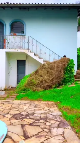 Relax and Enjoy ⛲️🍀 #gardening #satisfyingcleaning #hedges #viraltok #oddlysatisfying