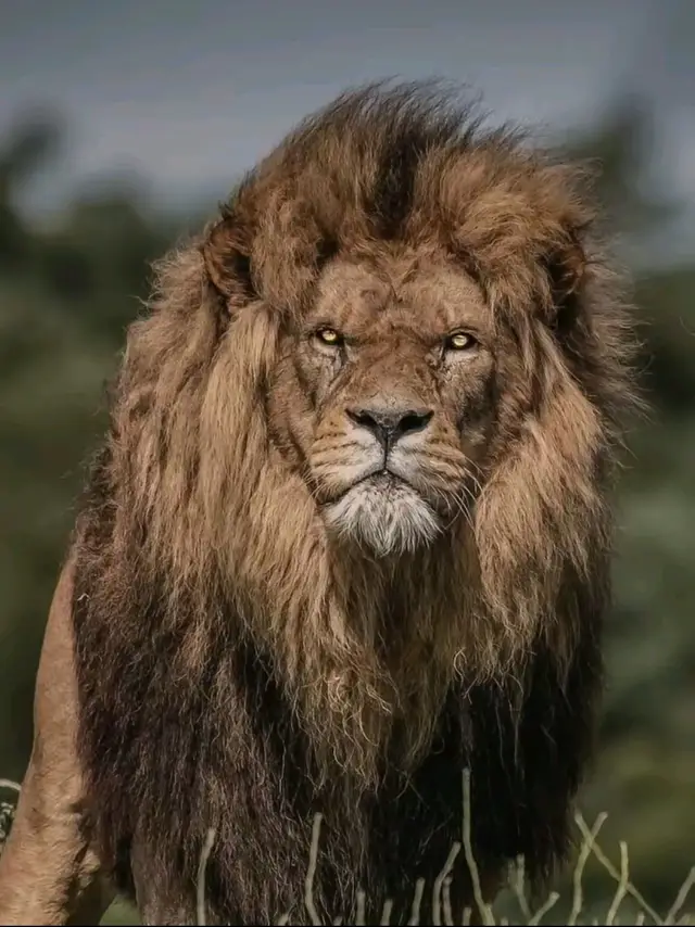 #CapCut #fyp #tiktok #محتوى_صور #تصميم_صور_سوداء #تصميم_فيديوهات🎶🎤🎬 #عبارات_جميلة_وقويه😉🖤 #فلسفة_العظماء🎩🖤 #فلسفة_الفقراء🎩 #افضل_عبارة_لها_تثييت #libya🇱🇾 #algeria🇩🇿 #tunisienne🇹🇳 #algerie🇩🇿_maroc🇲🇦_tunisie🇹🇳 #😌🥀 #❤️‍🔥🕊✨ @Daniel @histoires 🫀😔 