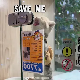 I feel like a monster🗣️🔥🔥 #cats #catcore #fyp #music #song #catlover #kittens #edit 
