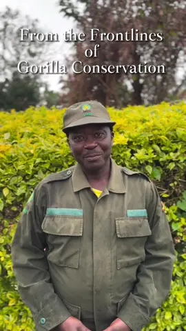 The first reason why you should trek gorillas in Uganda is that it harbours half of the world’s mountain gorilla population found in two national park that is Mgahinga gorilla national park which is the home of one habituated gorilla family and Bwindi impenetrable national park which is a home of over 21 habituated gorilla families. The money paid for gorilla trekking permits help to provide safety of the endangered mountain gorillas thus increasing revenue collected by the governing body of those recognized counties. Video credit @allegrahutton  For booking or inquiries  Email: info@kisembosimbauganda.com What’s app: +256773286136 www.kisembosimbauganda.com #askmeaboutuganda #visituganda #creatingmemories #travelphotography 