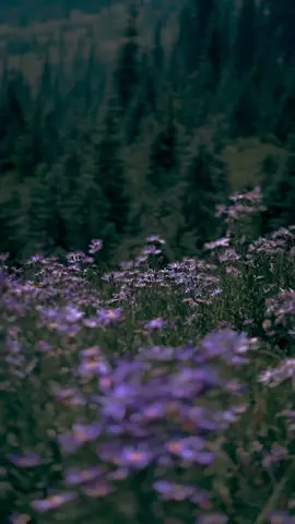 memories #calm #nature #fypシ #pnw #naturephotography #aesthetic 