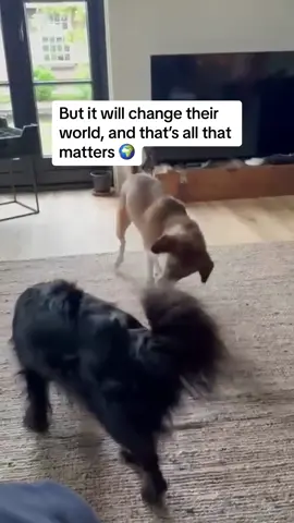 Suri was found all alone in a field after being hit by a car. Her joy today is everything to us! #dogsoftiktok #rescuedogsoftiktok #adoptdontshop #rescueanimals #transformation 