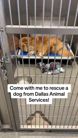 This is Paco. He was found as a stray and brought to Dallas Animal Services. Unbeknownst to me at the time, he was FULL of ticks - he was clearly left to be eaten alive for a very long time. Paco is all about vibes. He slowly strolls through a packed shelter and goes about life smelling the butterflies. We could all learn a lesson or two from him! Well, I promised Paco I’d be back. The next day, I picked him up after his neuter surgery and we immediately started working on his glow-up. Over 100 ticks were pulled off of him, he’s gotten two anti-flea/tick baths, a good brushing, and we are now working on much needed medical appointments. When he’s feeling better, he will be available for adoption through @heartsandbonesrescue! Follow @whitneysdogs for more foster glow-ups!  #dogrescue #shelterovercapacity #helpingshelterdogs #fosteringsaveslives #heartsandbonesrescue