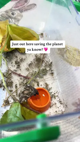 #owletmoth #insects #insectsoftiktok #moths #allthesmallthings #littlecreatures #thislittlelife #bugs #bugslife #moth #honey #bugsoftiktok 