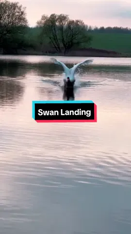 🦢Swan Landing: Majestic Touchdown Except for one 🥸🦢 #swan #landing 