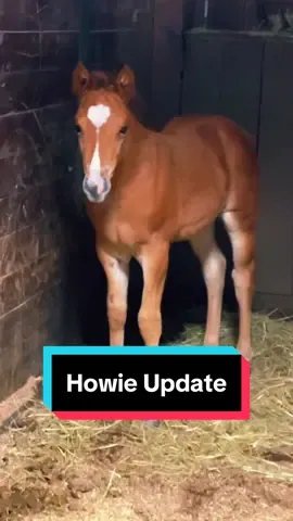 Howie Update!🐴 #foalsoftiktok #foalsof2024 #babyhorse #coltsoftiktok #foalingseason 