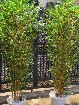 Pohon bambu tinggi 2 Meter menggunakan pot plastik cocok untuk indoor atau outdoor. harga sudah sepaket dengan pot🥰 #fyp #pohonartificial #bambu #pohonbambu #hiasanrumah #dekorasirumah 