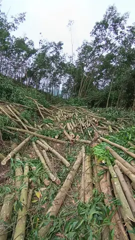 cắt được xe gỗ thì ra 3xe củi  chả biết là làm vì đam mê hay gì nữa #khaithacgokeo #22tuyenquang #xuhuongtiktok #xeben 