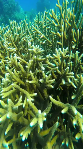 An adventurous under water scuba diving experience ✨ #scubadiving #padi #nilavelibeach #tiktok #srilanka #tourism #paradise 