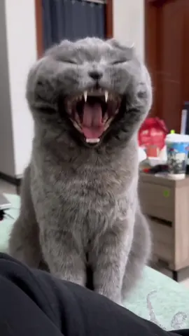which one is your favorite 🥰🥰 #cat #funny #catsoftiktok 