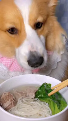 😋😋😋#corgi #funnypet #funnyvideo #funnyvideo 