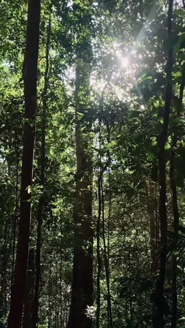 PISIKOLOG MAHAL,mending ddk di tengah hutan sambil lihatin pohon.#alam #natural #kalimantan #4u 