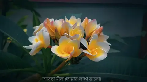 কাঠ গোলাপের সাদার মায়া মিশিয়ে দিয়ে ভাবি, আবছা নীল তোমায় লাগে ভালো।🌸 #bdtiktokofficial🇧🇩 #foryoupage❤️❤️ #fyp #vairal #foryou 