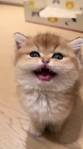 Meow~ #pet #meow #meowmeow #cats #cat #kittens #kittensoftiktok #cutecat 